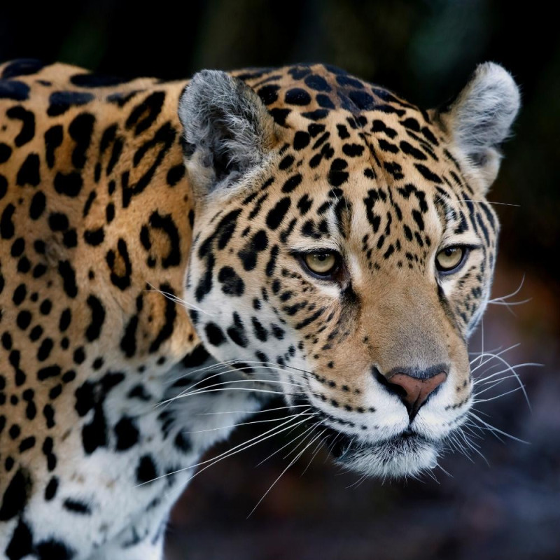 ZOO DES SABLES D'OLONNE