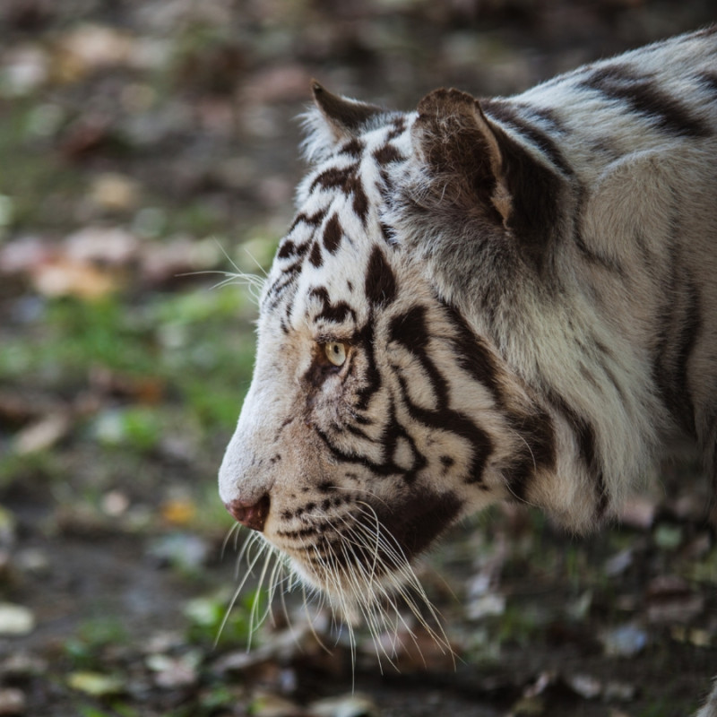 ZOO DU BASSIN D'ARCACHON