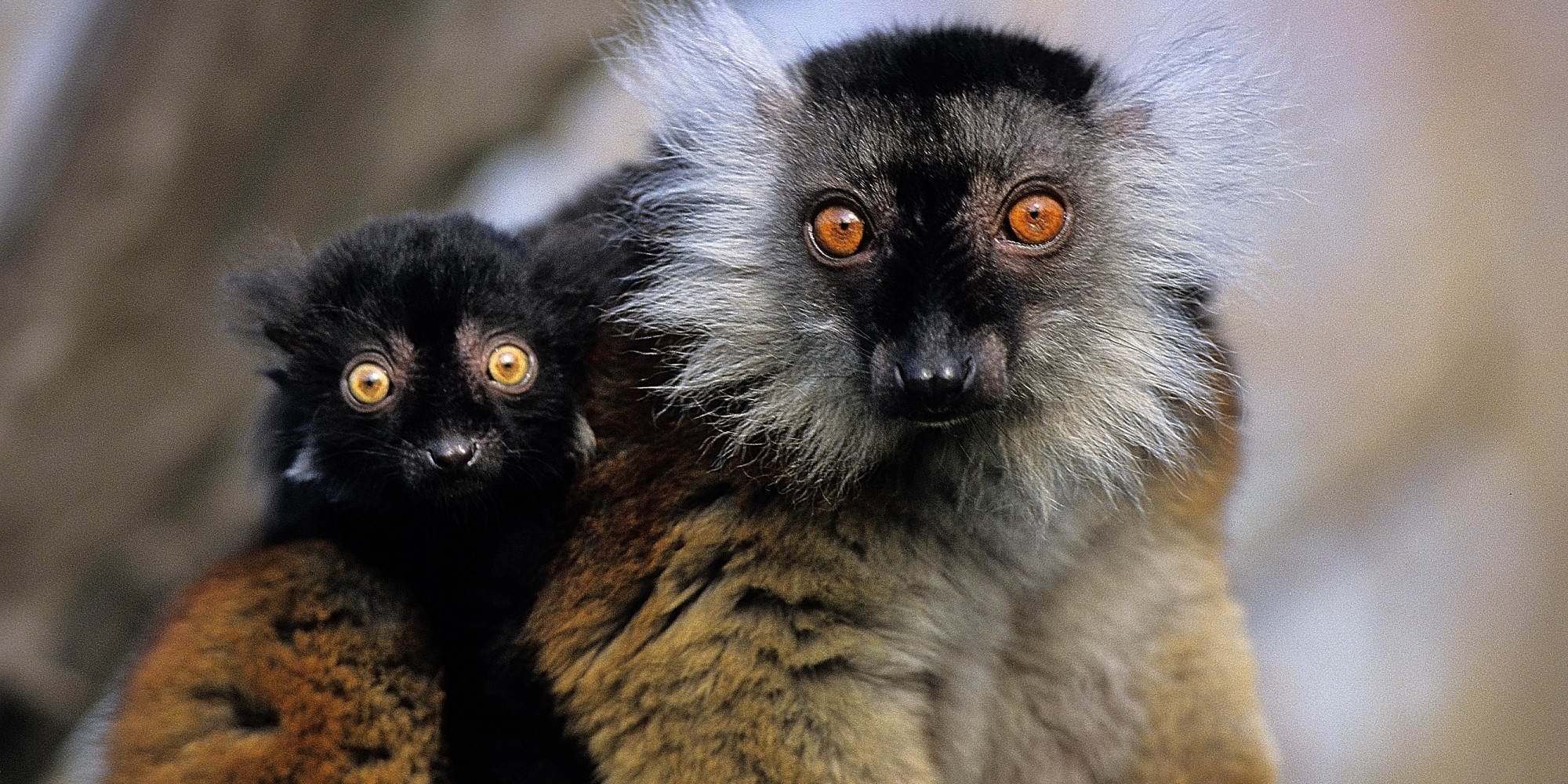 La Vallée des Singes 