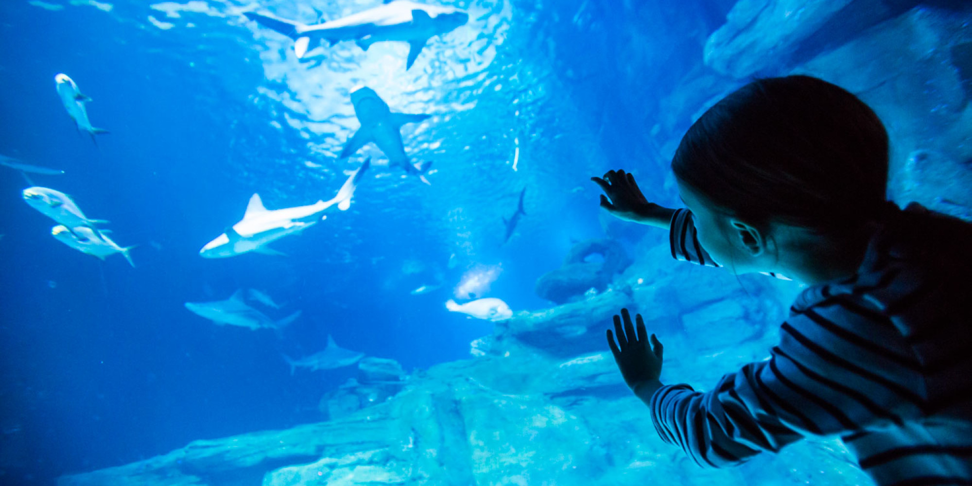 Aquarium de Paris - Cinéaqua 