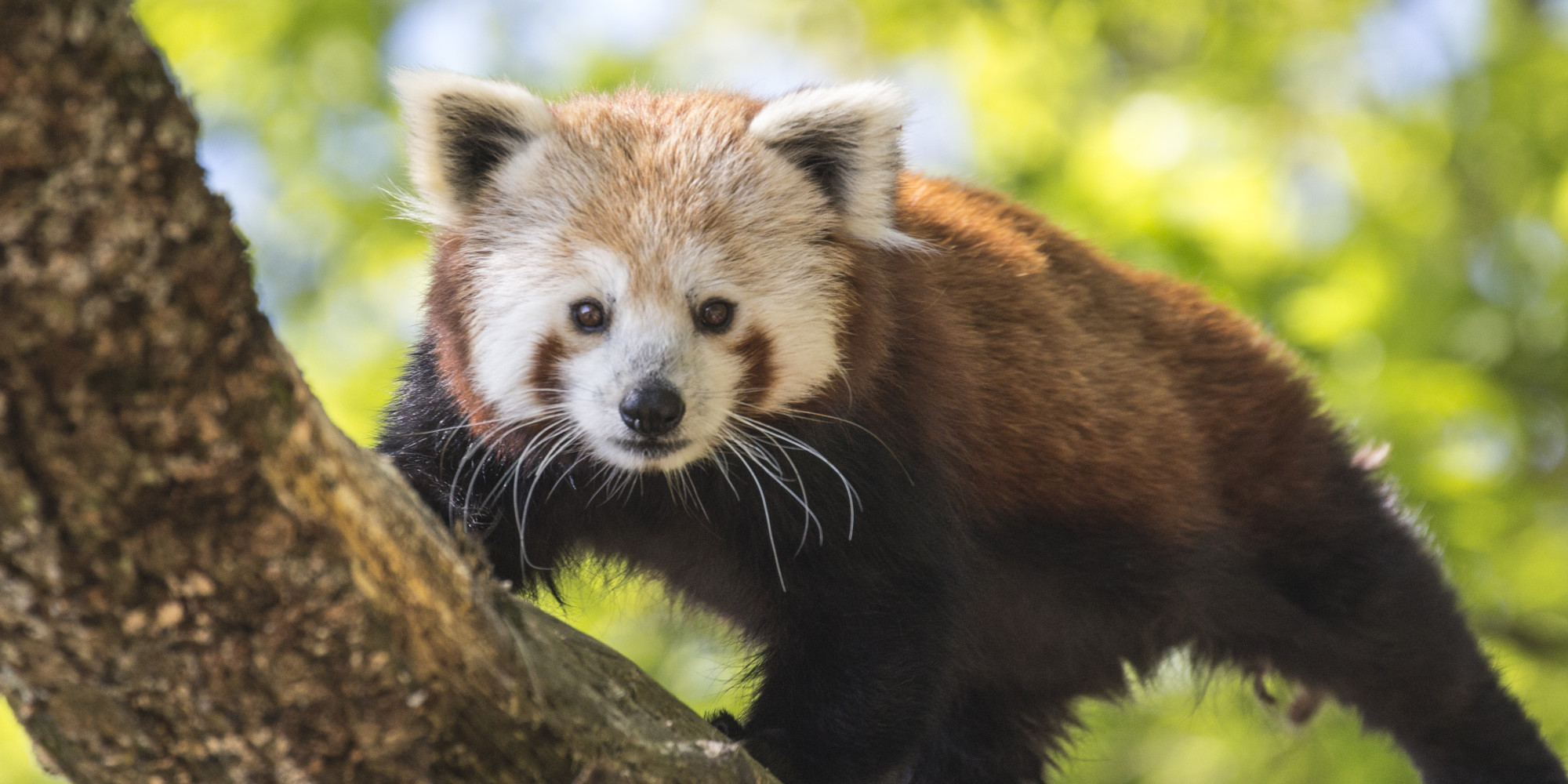 Parc Animalier D'auvergne 